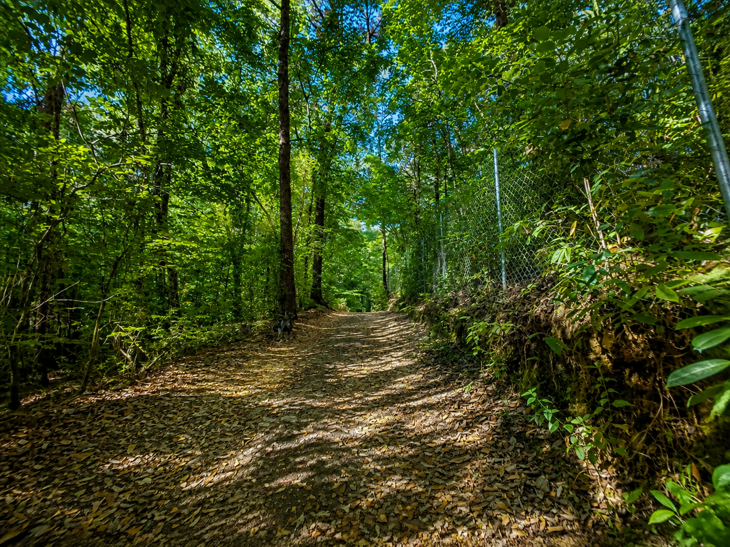 Sendero del bosque iluminado por el sol